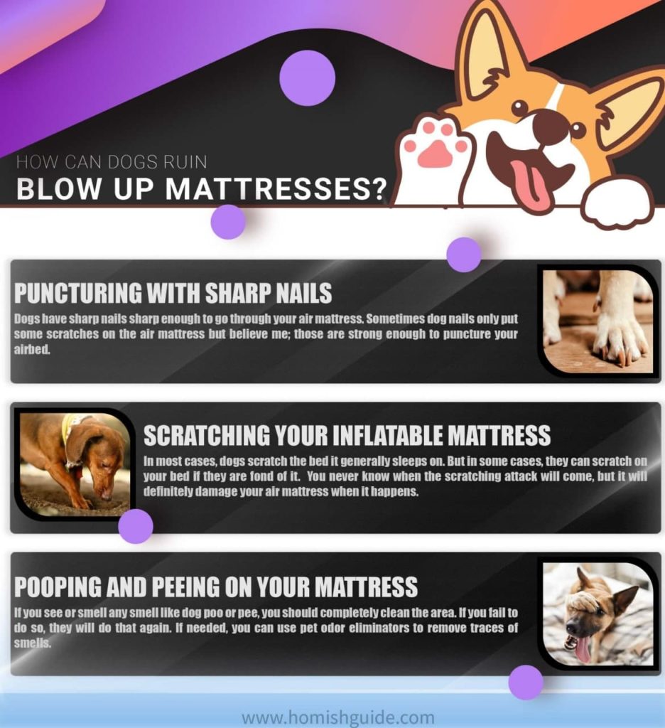 How To Protect Air Mattress From Dog_Infographics1