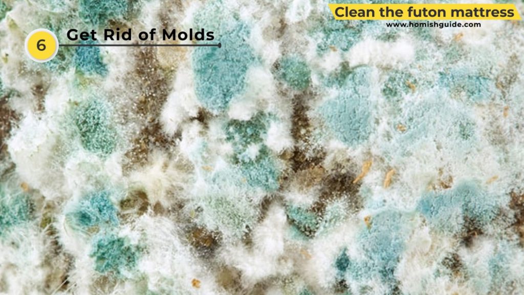 Clean A Futon Mattress _ Mold